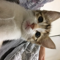 Tekir Kedi, Kedi  Nairobi fotoğrafı