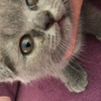 Scottish Fold, Kedi  Mia fotoğrafı