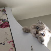 Scottish Fold, Kedi  Şans fotoğrafı