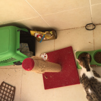 Sarman, Kedi  Lilly Ve Vanilly \ Lilly und Vanilly fotoğrafı