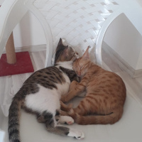 Sarman, Kedi  Lilly Ve Vanilly \ Lilly und Vanilly fotoğrafı
