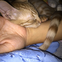 Sarman, Kedi  Lilly Ve Vanilly \ Lilly und Vanilly fotoğrafı