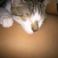 Sarman, Kedi  Lilly Ve Vanilly \ Lilly und Vanilly fotoğrafı