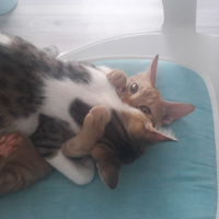 Sarman, Kedi  Lilly Ve Vanilly \ Lilly und Vanilly fotoğrafı