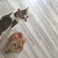 Sarman, Kedi  Lilly Ve Vanilly \ Lilly und Vanilly fotoğrafı