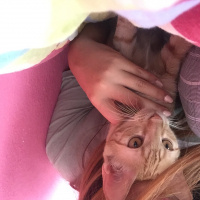 Sarman, Kedi  Lilly Ve Vanilly \ Lilly und Vanilly fotoğrafı