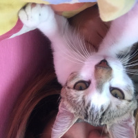 Sarman, Kedi  Lilly Ve Vanilly \ Lilly und Vanilly fotoğrafı