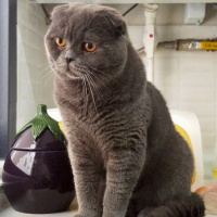 Scottish Fold, Kedi  RIFKI fotoğrafı
