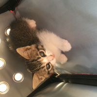 Tekir Kedi, Kedi  Kekik fotoğrafı