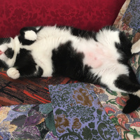 Tuxedo (Smokin) Kedi, Kedi  honti,nazlı,bıdık fotoğrafı