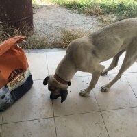 Kangal, Köpek  hektor fotoğrafı