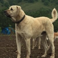 Kangal, Köpek  hektor fotoğrafı