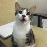 Tekir Kedi, Kedi  Şakir fotoğrafı