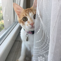 Sarman, Kedi  Mia fotoğrafı