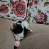 Tuxedo (Smokin) Kedi, Kedi  Safiye fotoğrafı