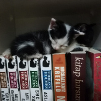 Tuxedo (Smokin) Kedi, Kedi  Safiye fotoğrafı