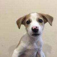 Jack Russell Terrier, Köpek  jackie lata fotoğrafı