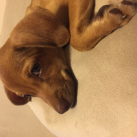 Minyatür Pinscher, Köpek  Venüs fotoğrafı