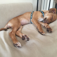 Minyatür Pinscher, Köpek  Venüs fotoğrafı