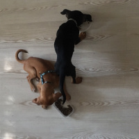 Minyatür Pinscher, Köpek  Venüs fotoğrafı