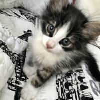 Tekir Kedi, Kedi  Sherlock fotoğrafı