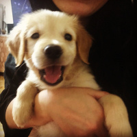 Golden Retriever, Köpek  Gofret fotoğrafı