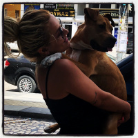 Amerikan Pitbull Terrier, Köpek  Zeyna fotoğrafı