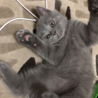 British Shorthair, Kedi  Tony fotoğrafı