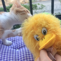 Sarman, Kedi  Puffy fotoğrafı