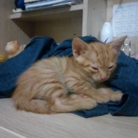 Sarman, Kedi  Minikler fotoğrafı