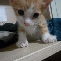 Sarman, Kedi  Minikler fotoğrafı