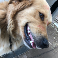 Golden Retriever, Köpek  DARİUS fotoğrafı