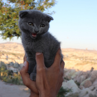 Scottish Fold, Kedi  Linda fotoğrafı