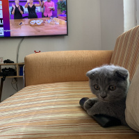 Scottish Fold, Kedi  Linda fotoğrafı