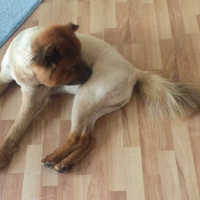 Chow Chow (çin Aslanı), Köpek  Sirius fotoğrafı