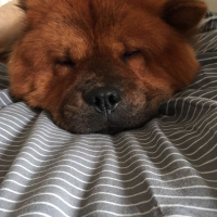 Chow Chow (çin Aslanı), Köpek  Sirius fotoğrafı