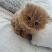 İran Kedisi (Persian), Kedi  Şanslı fotoğrafı