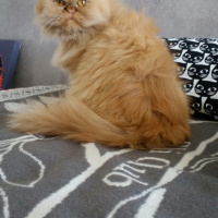 İran Kedisi (Persian), Kedi  Şanslı fotoğrafı