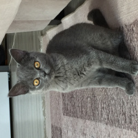 British Shorthair, Kedi  Venüs fotoğrafı