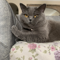 British Shorthair, Kedi  Venüs fotoğrafı