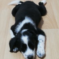 Border Collie, Köpek  Zeytin fotoğrafı