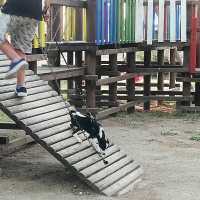 Border Collie, Köpek  Zeytin fotoğrafı