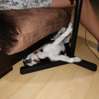 Border Collie, Köpek  Zeytin fotoğrafı