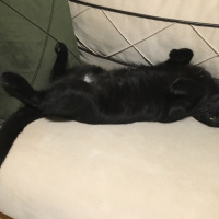 Tekir Kedi, Kedi  Zeytin fotoğrafı