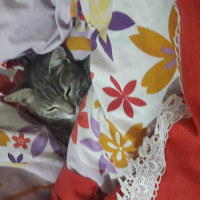 Tekir Kedi, Kedi  Duman fotoğrafı