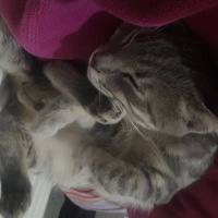 Tekir Kedi, Kedi  Duman fotoğrafı