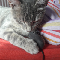Tekir Kedi, Kedi  Duman fotoğrafı