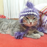 Tekir Kedi, Kedi  Duman fotoğrafı