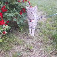 Tekir Kedi, Kedi  Duman fotoğrafı