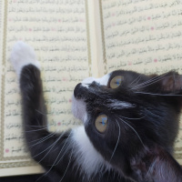 Tekir Kedi, Kedi  Duman fotoğrafı